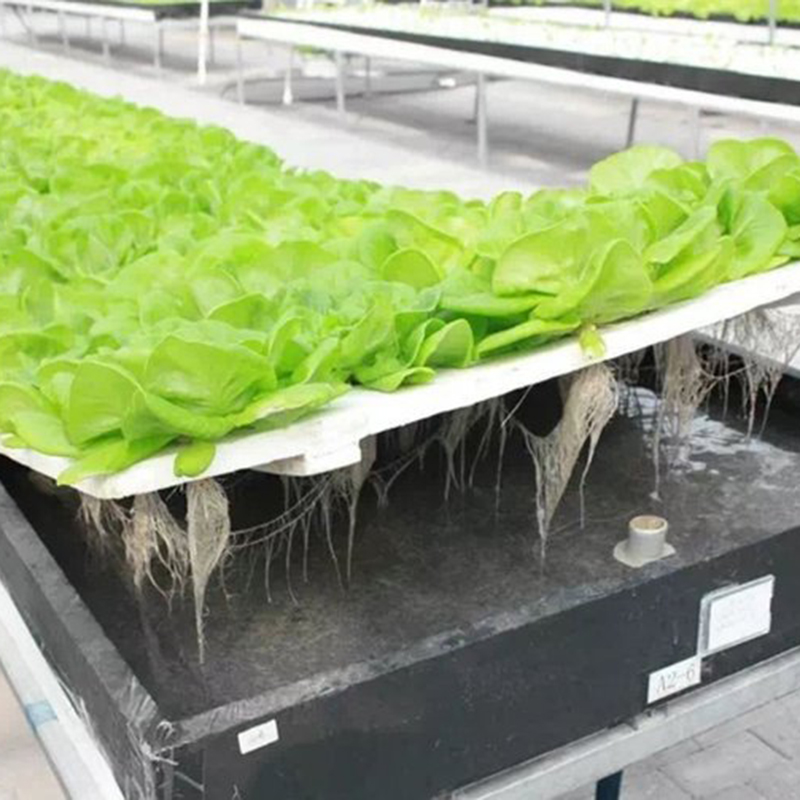 烟台市水培设备植物工厂 - 厂家